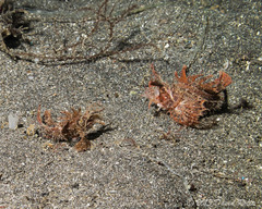 Pteroidichthys amboinensis