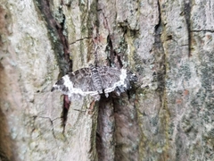 Rheumaptera hastata