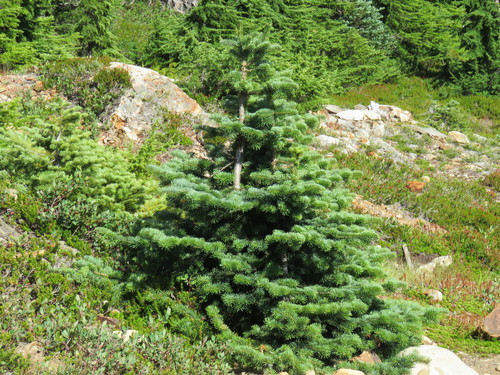 subalpine fir