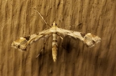 Amblyptilia pica