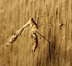Amblyptilia pica