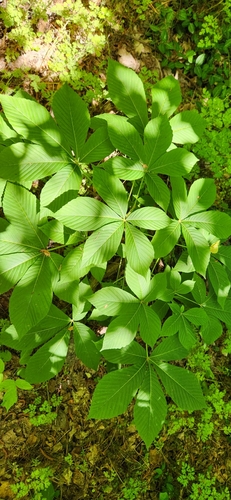 Image of Aesculus sylvatica by no rights reserved