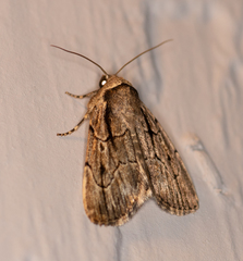 Sympistis badistriga