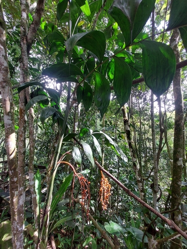 Image of Chamaedorea pinnatifrons by (c) Daniel Mesa, some rights reserved (CC BY)