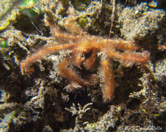 Achaeus japonicus