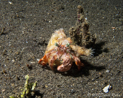 Dardanus pedunculatus