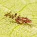 Eastern Dusky-winged Oak Aphid - Photo (c) Victor Engel, some rights reserved (CC BY), uploaded by Victor Engel