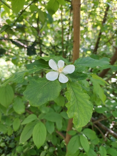 Asiatic Apple (Malus spectabilis)