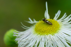 Diploschizia impigritella