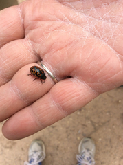 Calligrapha serpentina