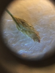 Eleocharis microcarpa microcarpa