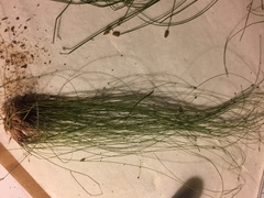 Eleocharis microcarpa microcarpa