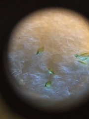 Eleocharis microcarpa microcarpa