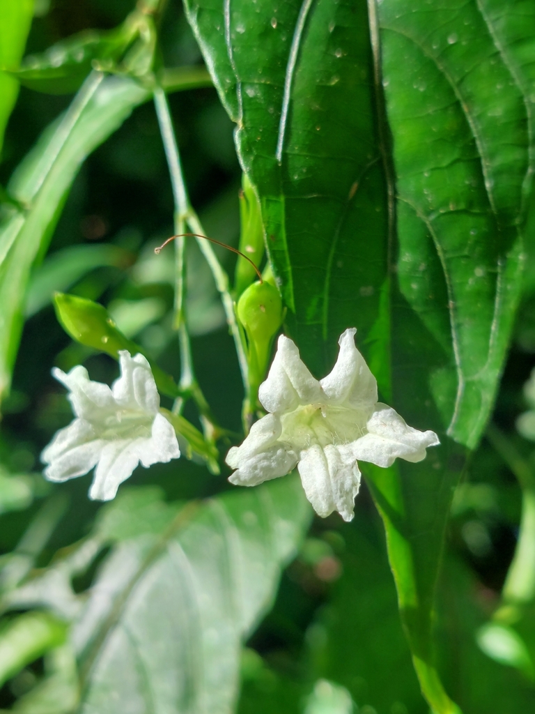 Ruellia potamophila