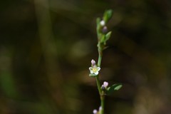 Polygonum argyrocoleon