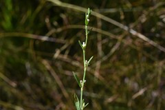 Polygonum argyrocoleon
