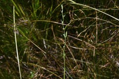 Polygonum argyrocoleon