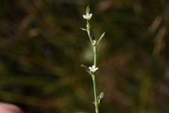 Polygonum argyrocoleon