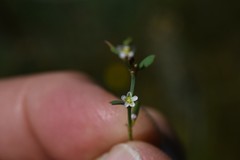Polygonum argyrocoleon