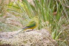 Neophema chrysogaster