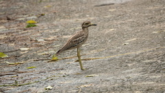 Burhinus indicus