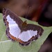 Mariposa Marcas de Metal Blanca Cara de Perro - Photo (c) shirdipam, algunos derechos reservados (CC BY-NC), uploaded by shirdipam