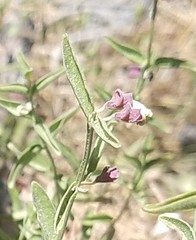 Scutellaria siphocampyloides