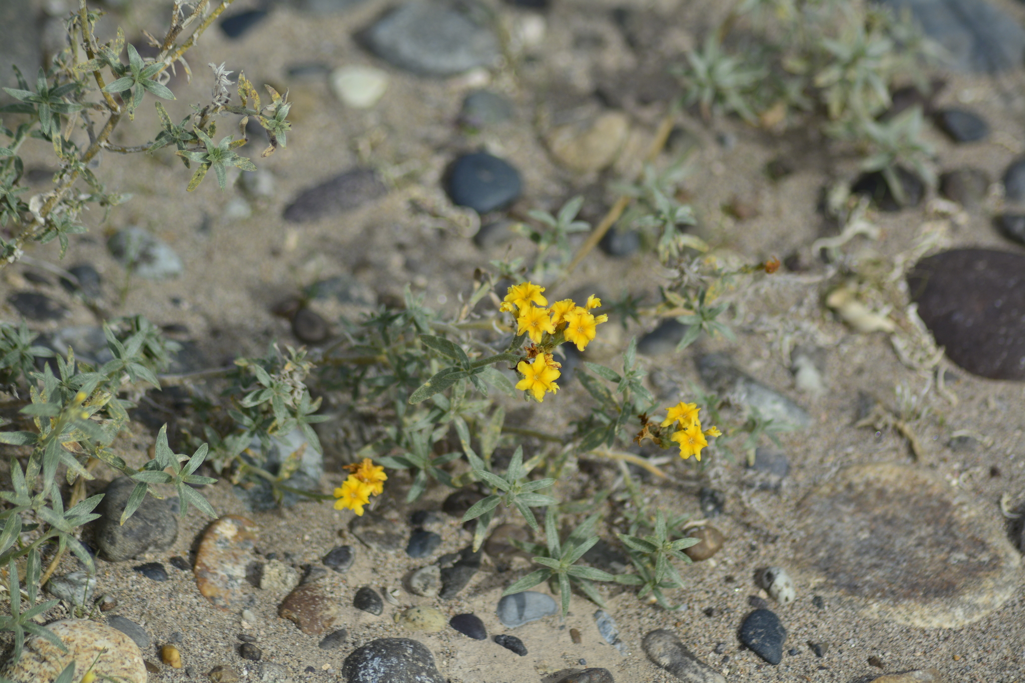 Euploca aurata