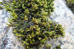 Racomitrium aciculare