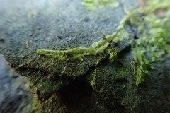 Chiloscyphus polyanthos