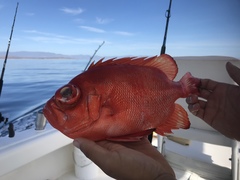 Priacanthidae