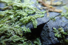 Chiloscyphus polyanthos