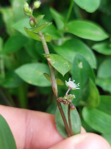 Image of Callisia gracilis by (c) Daniel Mesa, some rights reserved (CC BY)
