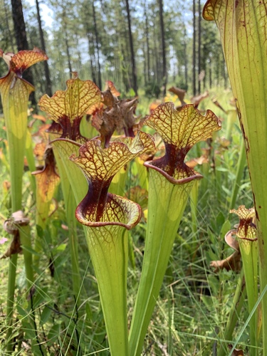Sarracenia X moorei