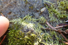 Drepanocladus