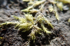 Drepanocladus