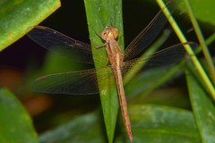 Neurothemis intermedia