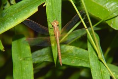 Neurothemis intermedia