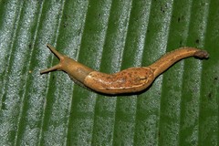 Girasia crocea
