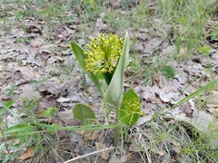 Malaxis novogaliciana