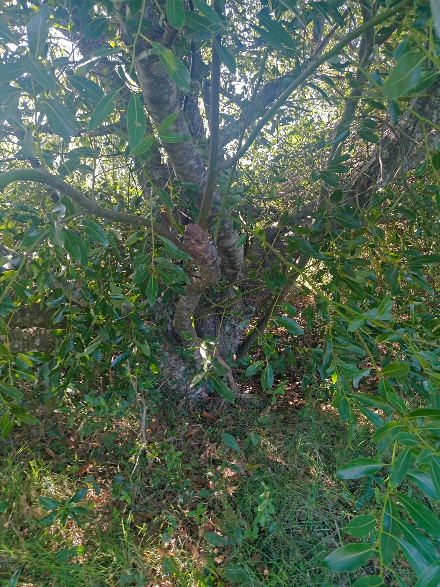 Imagem de Canela-sassafrás