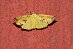 Corymica