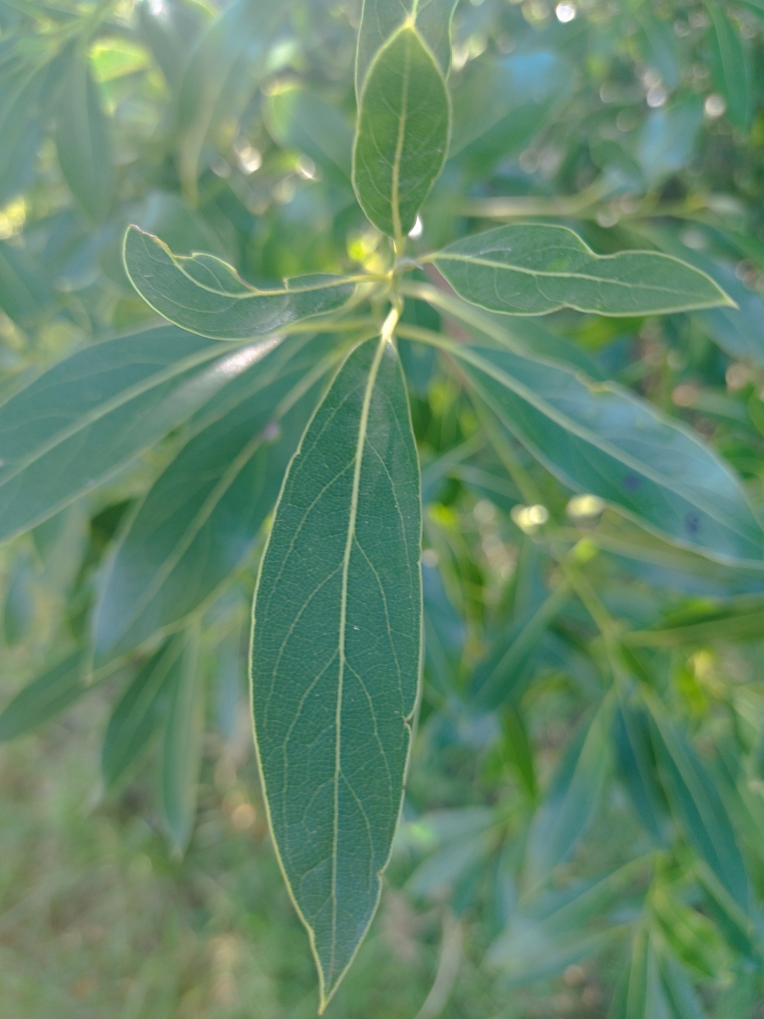 Imagem de Canela-sassafrás