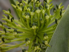 Malaxis novogaliciana