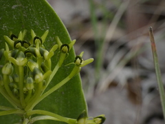 Malaxis novogaliciana