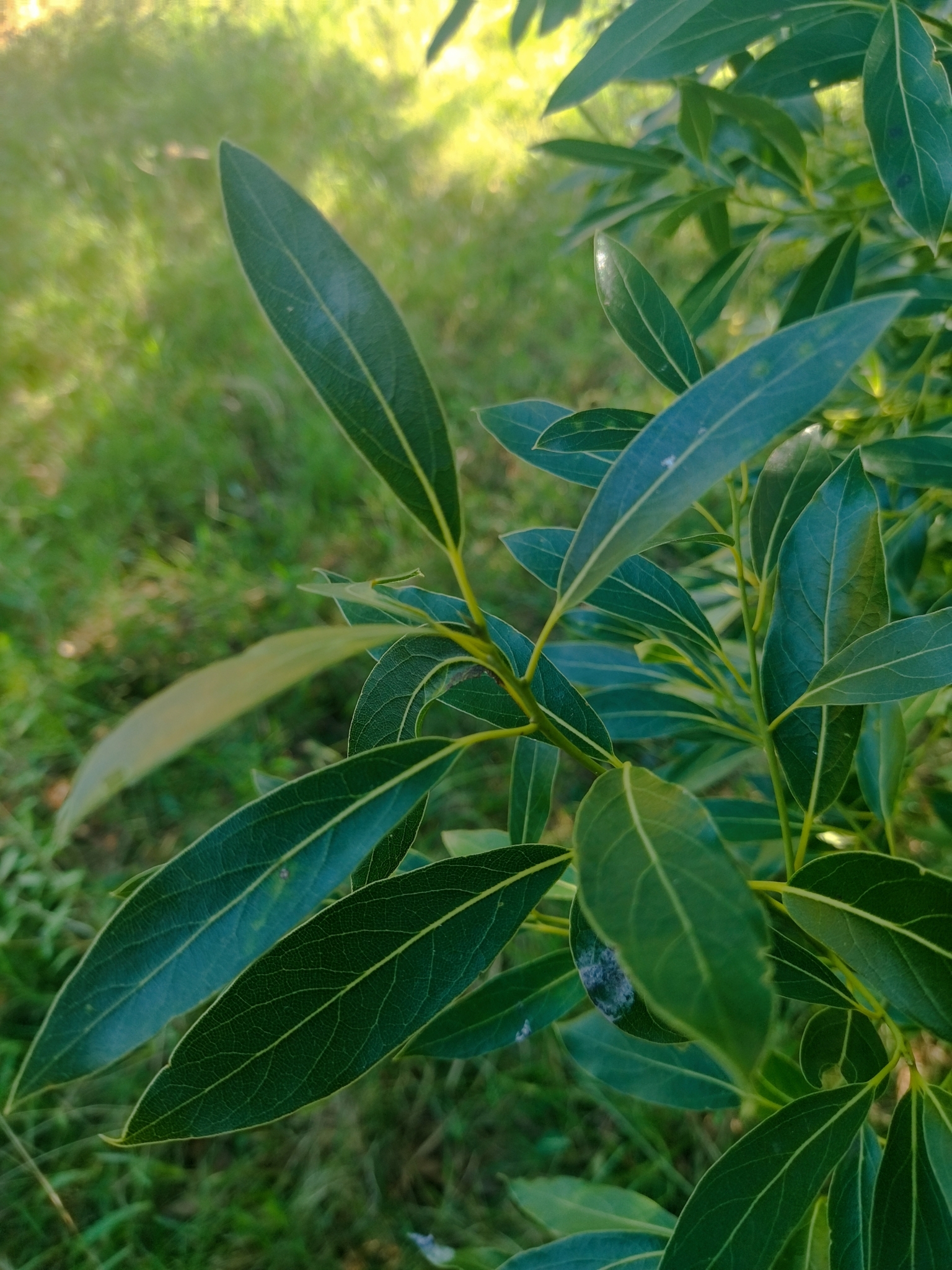 Imagem de Canela-sassafrás