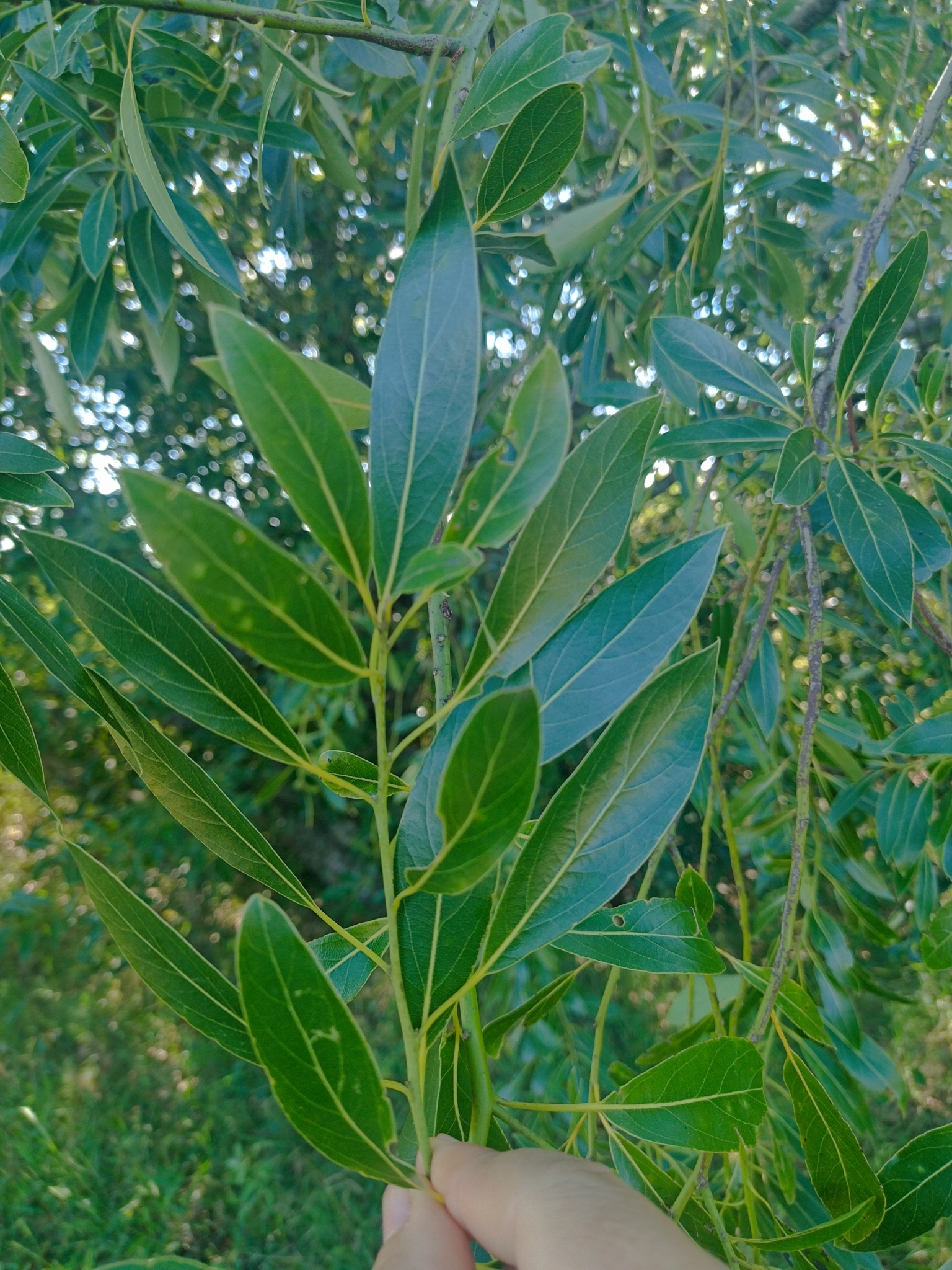 Imagem de Canela-sassafrás