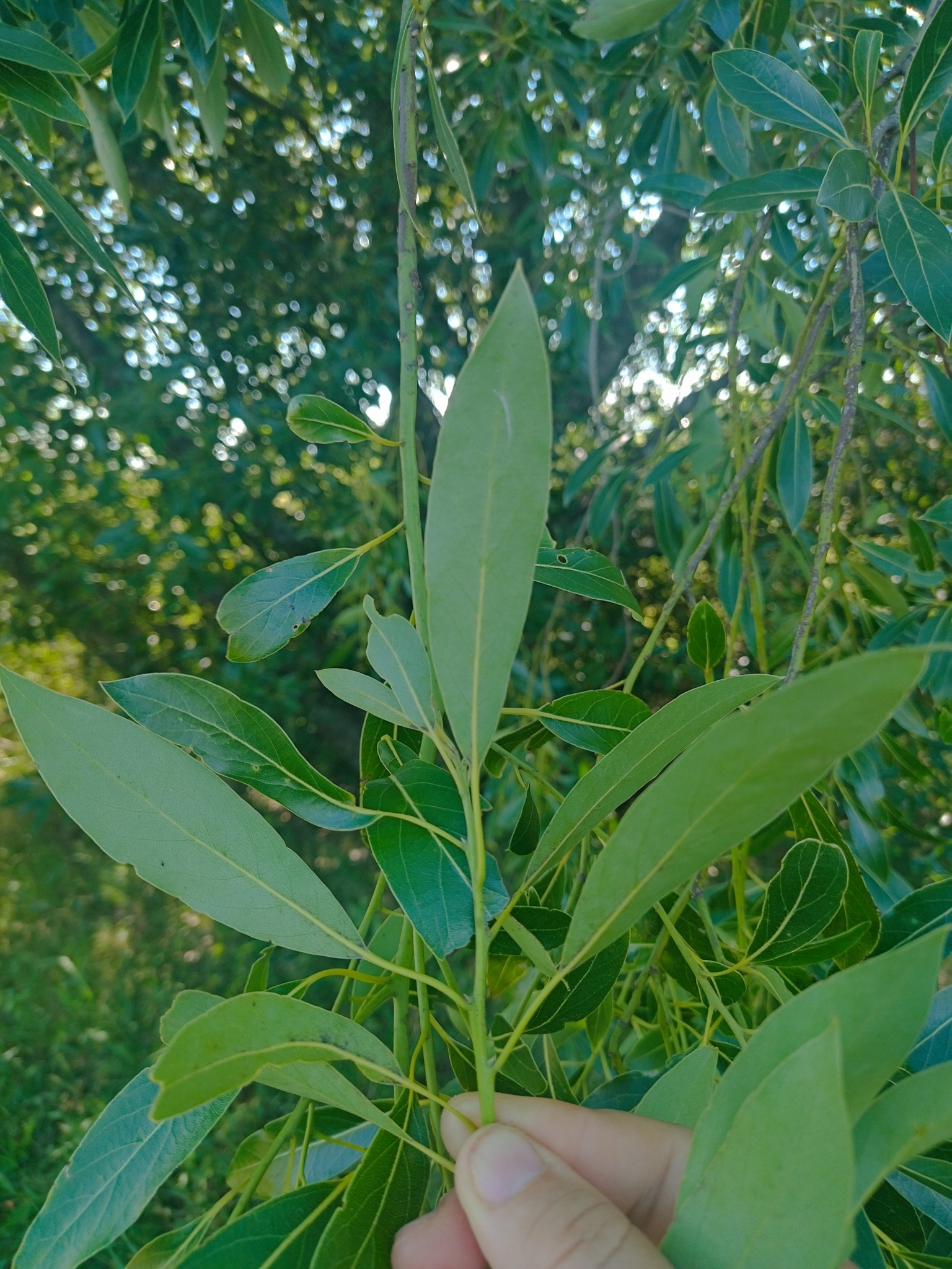 Imagem de Canela-sassafrás