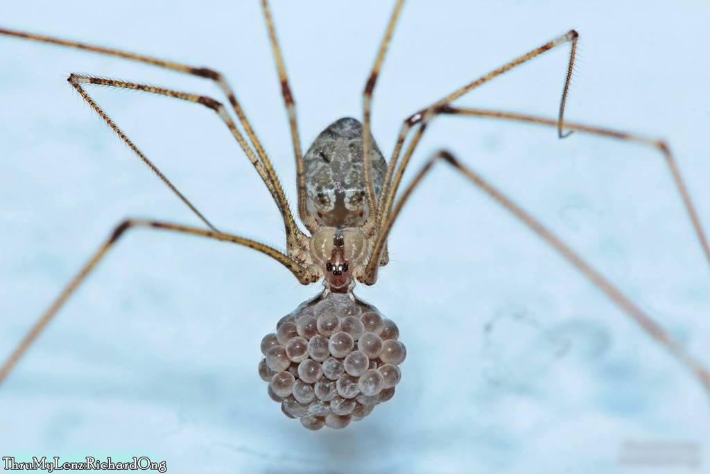 Crossopriza