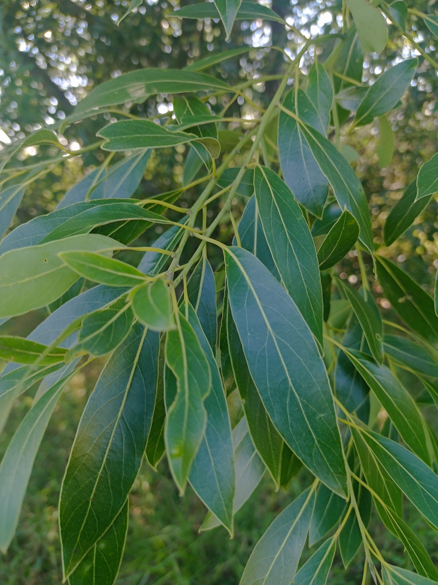 Imagem de Canela-sassafrás
